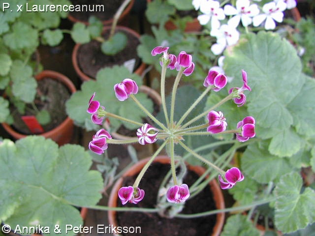 Tant Blom - Din pelargonbutik.